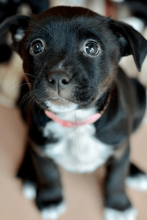 Happy Twelfth Birthday,&nbsp;Feebs!