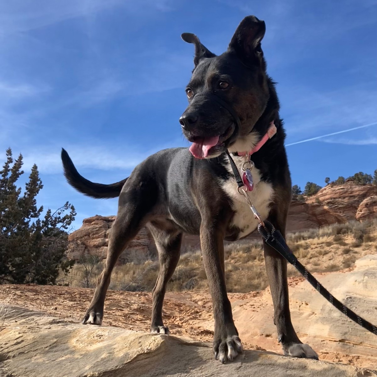 Feebee the Dog – A dog who finally found her home
