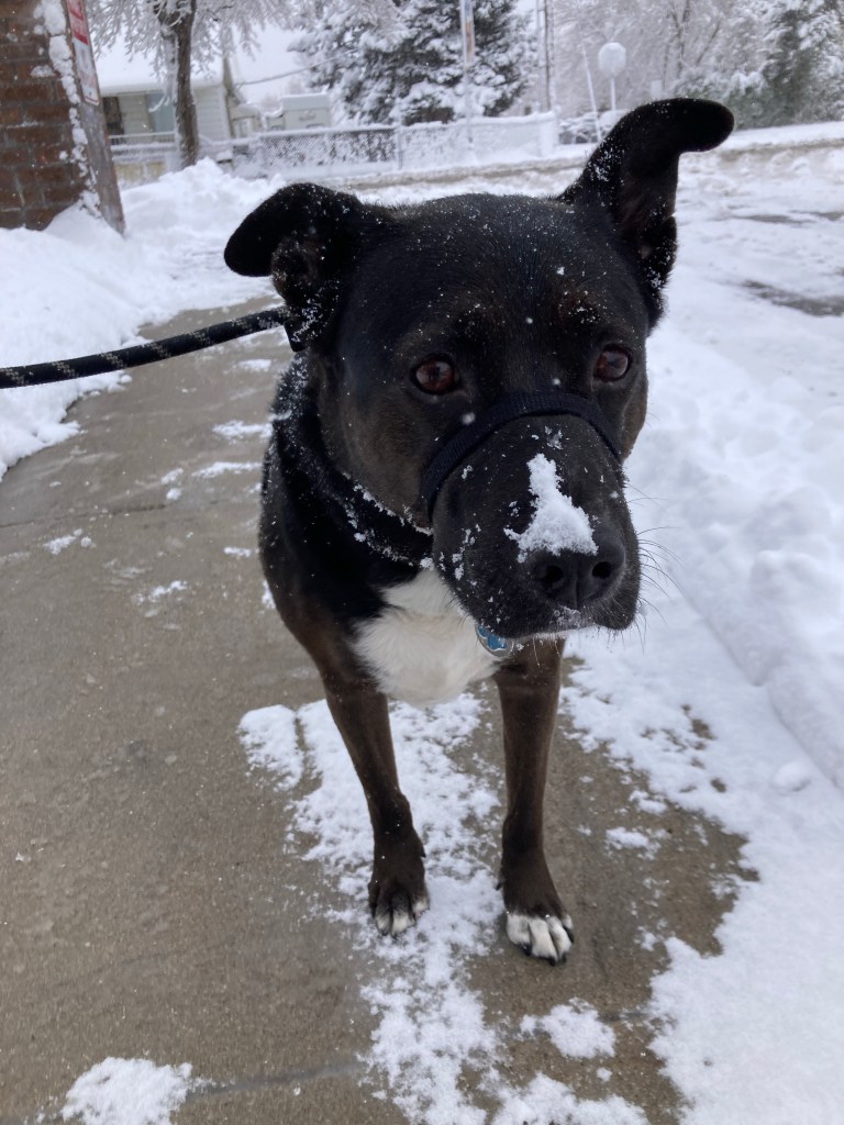 Snowy Dog