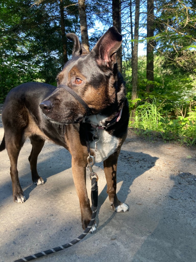 Forrest Dog
