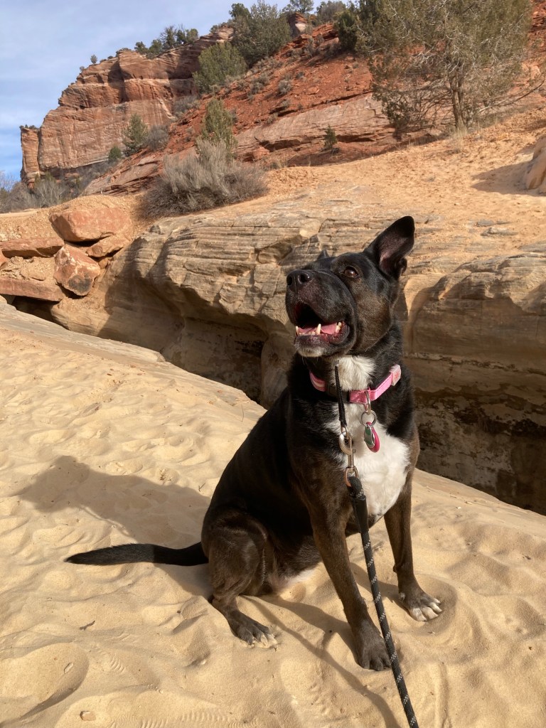 Desert Dog