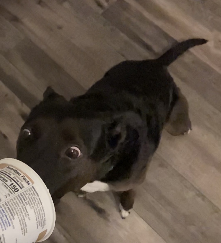 Dog licking yogurt