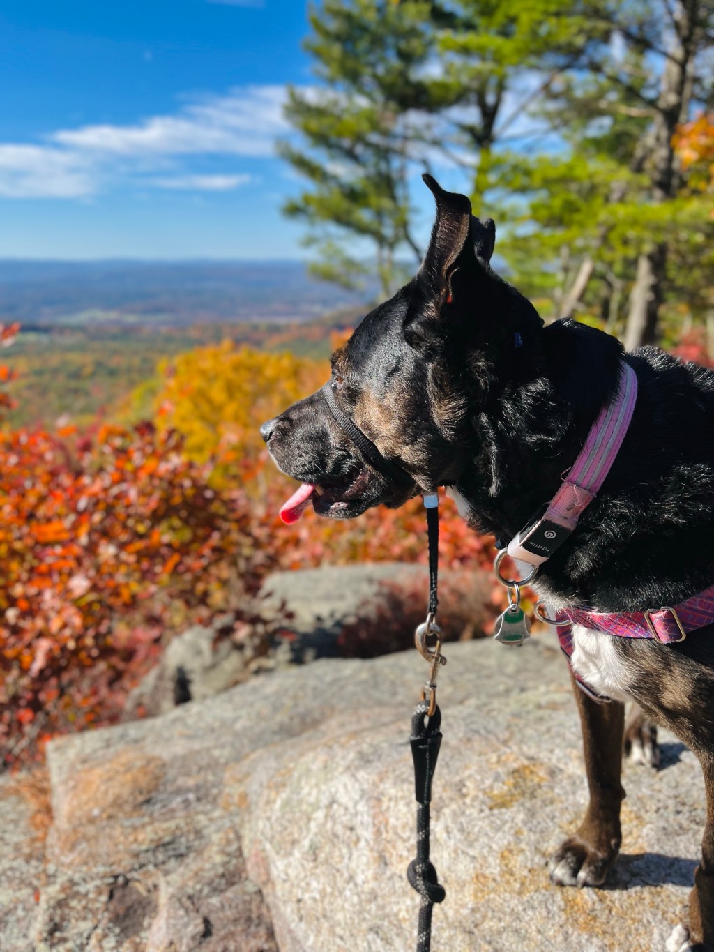 When Fall finally&nbsp;fell