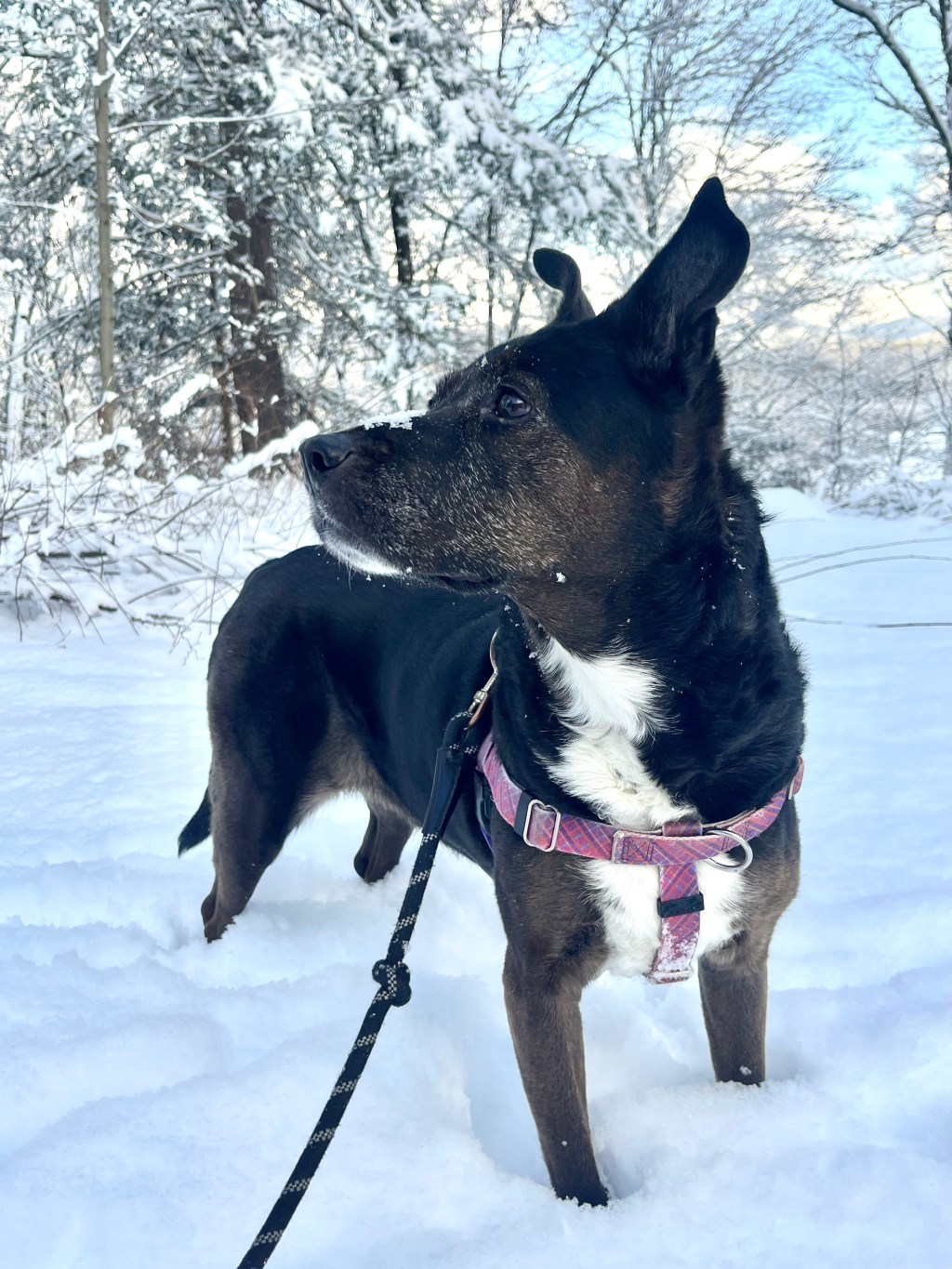 Wintering Side by Side